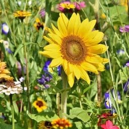 Edinburgh Dementia Garden